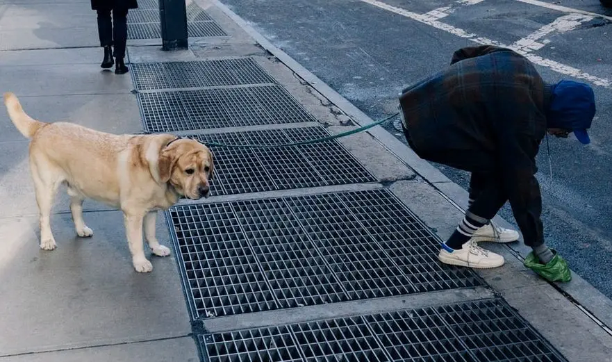 Is not Picking up Dog Poop Illegal