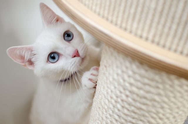How to stop cat scratching leather furniture