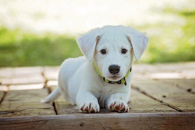 diaper genie for dog poop